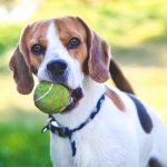 Regalos para los amantes de los perros, y sus perros