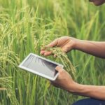 Optimizando la gestión agrícola con la precisión de la era digital
